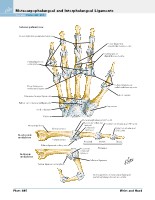 Frank H. Netter, MD - Atlas of Human Anatomy (6th ed ) 2014, page 493
